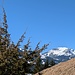 Wacholderidylle mit Kühgundkopf (1907 m).
