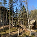 Unterwegs zwischen Pohovka und Jetřichovice - Rückblick, während es nochmals durch ein Waldstück geht.