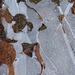 eingefroren