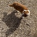 die bekannte Katze (wild, nach Aussage des Schauenburg-Wirts) - ins Alter gekommen und krank