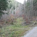 Einstieg zum Nordostgrat an der kleinen Lichtung im Dürnbachwald