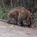 Das Wallaby ist schon an Menschen gewöhnt.