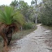 Ein Grasbaum (Xanthorrhoea australia), die Art ist durch den durch Europäer eingeführten Phytophthora Pilz bedroht.