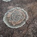 Flechtenblume
