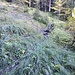 Durch mühsames, sehr nasses Gelände geht es durch den Guggerwald, auch Oltschiwald genannt aufwärts.