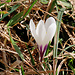 Krokusse auf dem Eggeligrat.