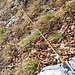 danach mit Karabiner gelb-schwarz oder dunkelgrün, straffe Seilgeländehälfte