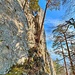 Kapuziner 