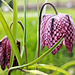 Dieses Foto stammt aus unserem Garten: blühende Schachbrettblume aus der Gärtnerei.