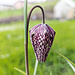 Dieses Foto stammt aus unserem Garten: geschlossene Schachbrettblume aus der Gärtnerei.