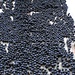 Bacche di Pruno Spino, tipico arbusto dell'Appennino tosco-emiliano, con cui si produce un liquore: il Bargnolino 