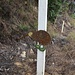 Der einzige Kiwi, der mit auf Neuseeland untergekommen ist :(
