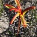 Kangaroo Paw am Straßenrand.