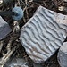 Die Gesteine der Stirling Range-Formation sind rund 1,8 Milliarden Jahre alt. Vor rund 1,2 Milliarden Jahren wurden sie zu Metasandstein (im Bild), Schiefer und Quarzit umgewandelt. Trotzdem haben sich fossile Wellenrippel perfekt erhalten.