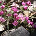 <i>Boronia pulchella</i>, eine Korallenraute, sorgt für schöne Farbtupfer. Diese Art kommt nur hier im äußersten Süden Westaustraliens vor.