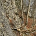 Paradiesausstieg. Hinter dem Baum am kurzen Fixseil runter