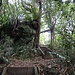 Treppen im Regenwald