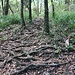 Abstieg über den wurzeligen Westgratweg