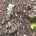 A destra c'è la via alpinistica (cresta nord), a sinistra la via normale, a sinistra un po' piu in alto, seguendo l'ometto, la via di Poncione