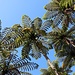 Nikau Palmen