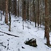 Im Wald