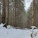 Und bergab durch den Wald