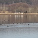 Wassergeflügel