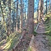 Bergweg in Richtung Hochwacht