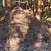Großer Ameisenhaufen am Wegrand 
