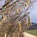 abschliessende Frühlingsboten