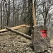 höchster Punkt des Kantons BL - mit Sturmholz ...