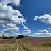 Unterwegs zwischen Žebrácký roh und Pastivny - Mit Blick über das Gebiet des ehemaligen Dorfes.