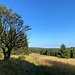 Unterwegs zwischen Vrch tří pánů und Vilejšov - Hier am Waldrand entlang.