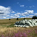 Pastivny (Grünvald, Grünwald) - Blick über eingepackte Heuballen. Die Rinderherde im Hintergrund bevorzugt derweil Frischkost.