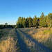 Unterwegs zum U Cínovce - Nun wieder auf einer Forstpiste. Rückblick bei mittlerweile tiefstehender Sonne.