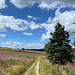 Unterwegs zwischen Žebrácký roh und Pastivny - Rückblick beim Pasieren eines kleinen Waldstücks.