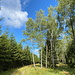 Unterwegs zwischen Vilejšov und Fláje - Hier durch schönen Wald mit vielen Birken.