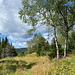 Puklá skála (Sprengberg) - "Ausblick im Gipfelbereich" bzw. Rückblick entlang des Waldwegs.