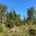 Liščí hůrka (Fuchshübel) - Achttausender Nr. 3: 8080 dm. Kniehohes Gras, Bäume und Büsche bedecken den wenig markanten Hügel, dessen Gipfelbereich neben dem Weg liegt.