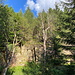 Unterwegs zwischen Moldava und Na Skále - Seitenblick auf freiliegenden Fels im Wald (Felswand oder ggf. ehemaliger Steinbruch?).