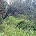 U Cínovce (wörtlich: Bei Zinnwald) - Achttausender Nr. 14 (8760 dm). Der Gipfelbereich liegt ein Stück abseits des Weges und ist zur Abwechslung mit Kiefern und sehr hohem Gras bedeckt. <br />