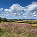 Unterwegs bei Oldřiš - Blick über sommerliche Wiesen nach Norden.