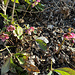 Reichlich Flora auf dem Hügel