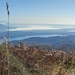 Südlicher Lago Maggiore durch ein wenig Gestrüpp. Nebenan ist gleich noch eine inaktive Sommerrodelbahn, die würde aber das Bild versauen.