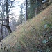 Steilheit Geländeflanke Dürnbachluß<br />Archivbild vom 26.Oktober 2017