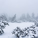 Im Kieneck-Sattel entlang eines kleinen Hochmoors, inzwischen ist Nebel hereingezogen.<br />