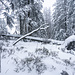 Vorbei an dieser [https://www.hikr.org/gallery/photo3041486.html?post_id=148651 Windbruch-Erinnerung von 2018] ...