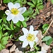 Während im Rheintal schon Bäume und Forsythien blühen, schreitet der Frühling auch in höheren Lagen voran.