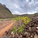 Die ersten grünen "Tupfer" sind zu entdecken - auf Lanzarote doch recht selten...