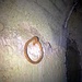 Ancoraggio delle funi antirinculo del cannone